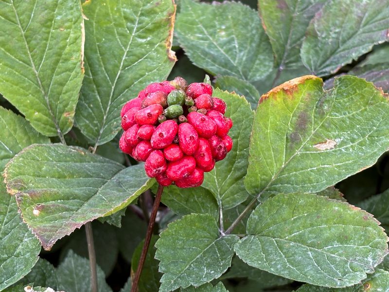 la-disputa-comercial-con-china-amenaza-el-‘valle-de-napa’-del-ginseng-de-wisconsin