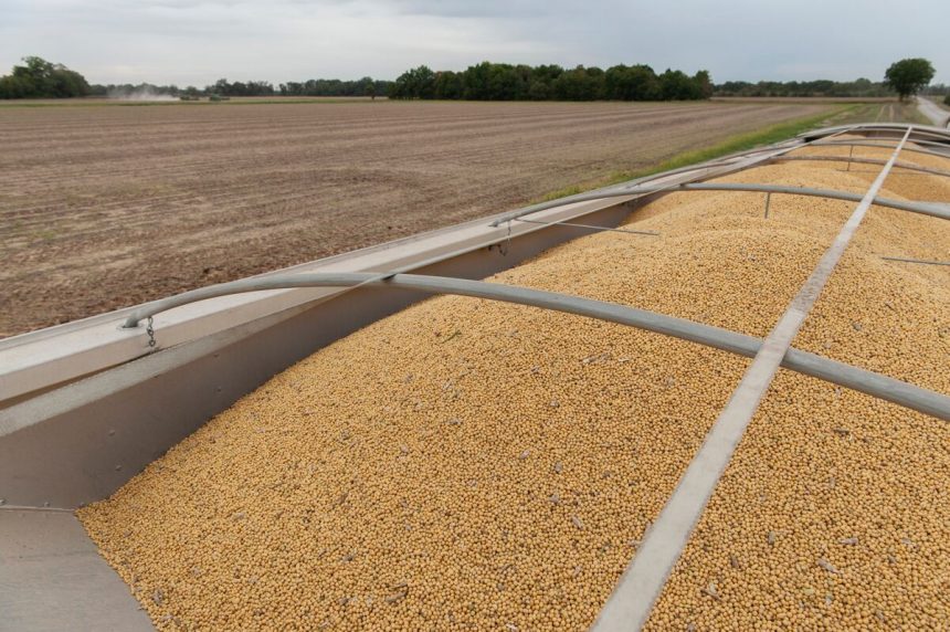 el-director-ejecutivo-de-genco-dice-que-los-planes-de-soja-de-china-son-clave-para-el-comercio-de-graneles-secos