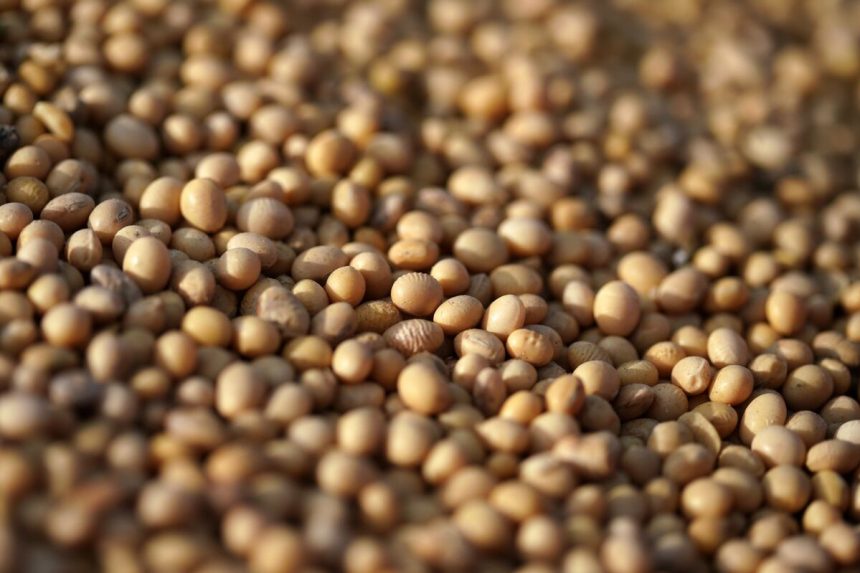 china-aumenta-la-compra-de-soja-estadounidense-tras-una-breve-pausa-en-el-comercio