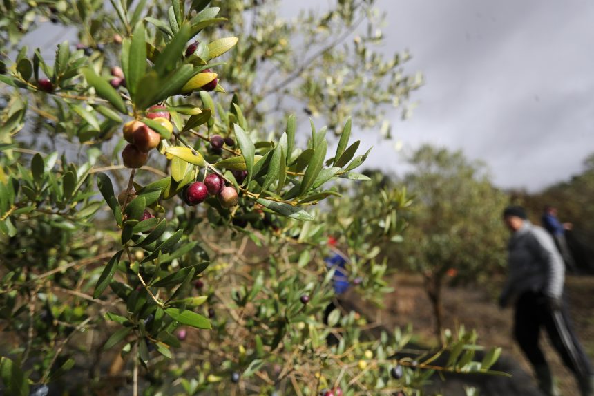 el-sector-agrario-espanol-pide-a-bruselas-suspender-la-entrada-del-aceite-de-tunez-que-llega-sin-aranceles