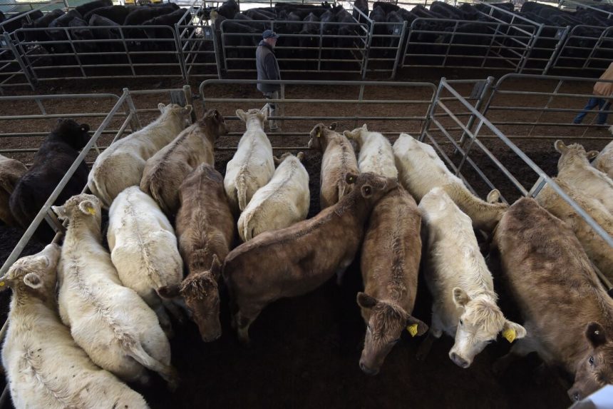 las-exportaciones-australianas-de-carne-vacuna-alcanzan-un-nivel-record-a-pesar-de-los-aranceles-de-trump