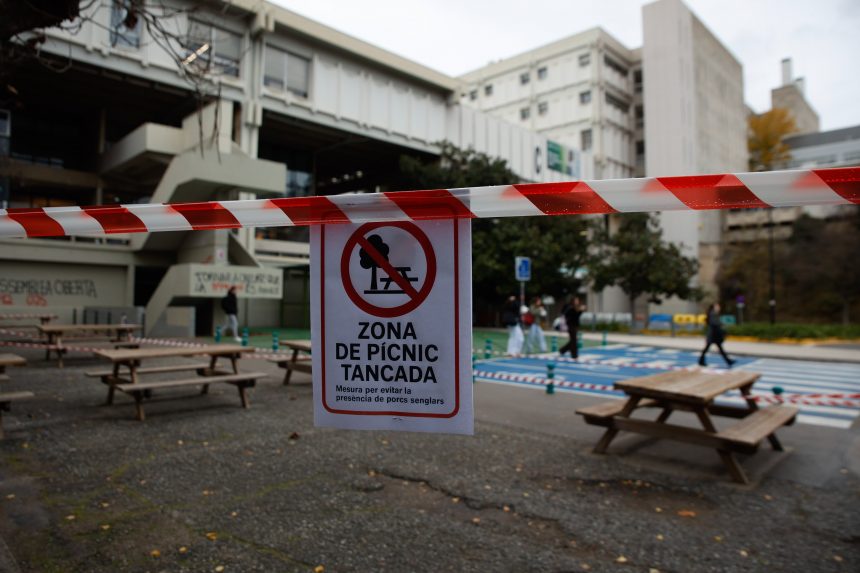 convivir-con-la-peste-porcina-en-el-campus-universitario:-“ha-venido-de-golpe,-como-la-pandemia”