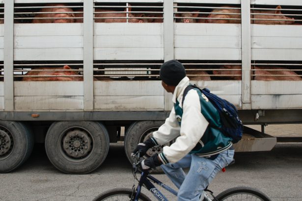 el-precio-de-la-crisis-porcina:-“estamos-por-debajo-de-los-costes-de-produccion”