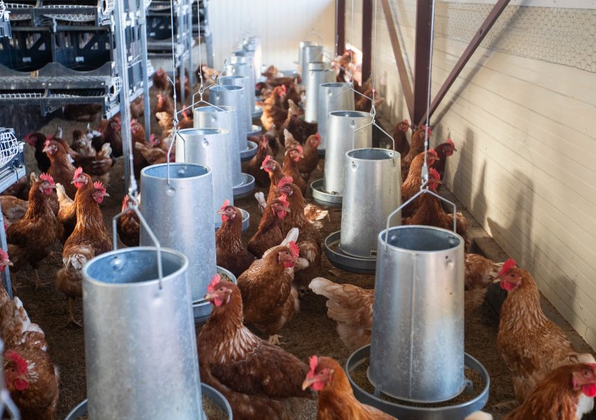 la-crisis-del-huevo-aun-no-se-ha-solucionado:-esto-es-lo-que-preven-los-expertos-para-2026