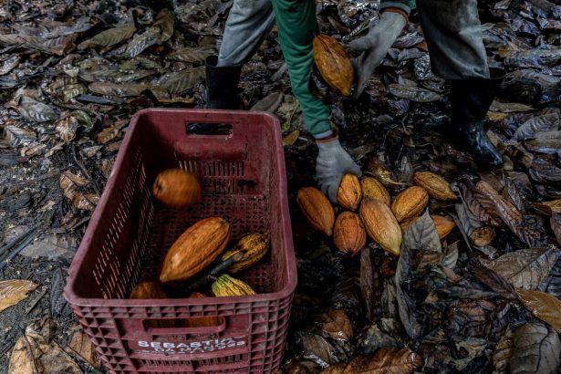 el-cacao-se-recupera-mientras-los-comerciantes-buscan-comprar-en-medio-del-reequilibrio-del-indice