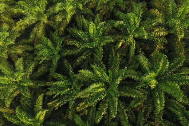 indonesia-cumple-objetivo-de-confiscar-4-millones-de-hectareas-de-tierras-ilegales