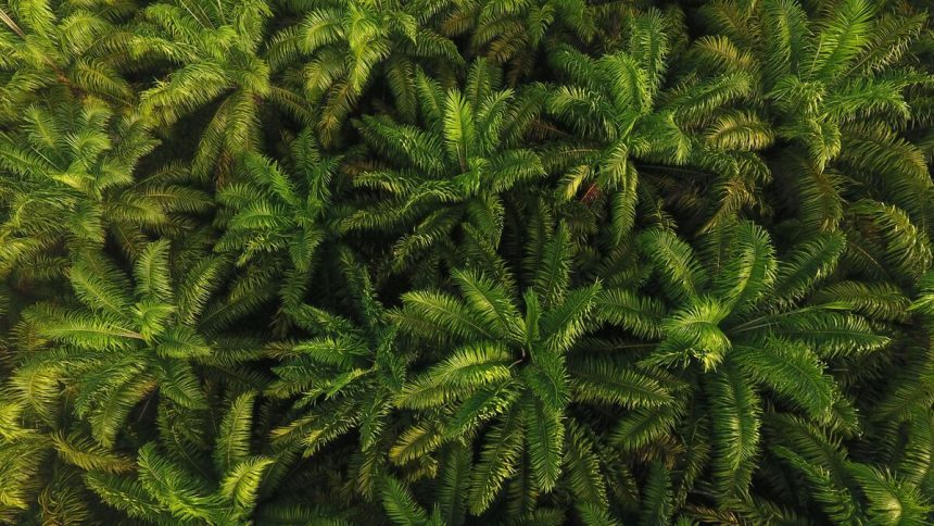 indonesia-cumple-objetivo-de-confiscar-4-millones-de-hectareas-de-tierras-ilegales