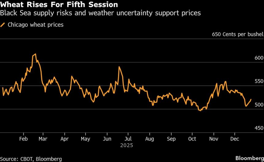 el-trigo-se-encamina-a-su-mayor-repunte-desde-abril-por-la-guerra-y-los-riesgos-climaticos
