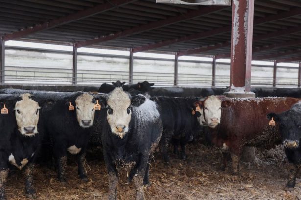 insight-‘no-soy-un-partidario-feliz-de-trump’:-los-ganaderos-se-ven-afectados-por-la-presion-para-bajar-los-precios-de-la-carne-de-vacuno