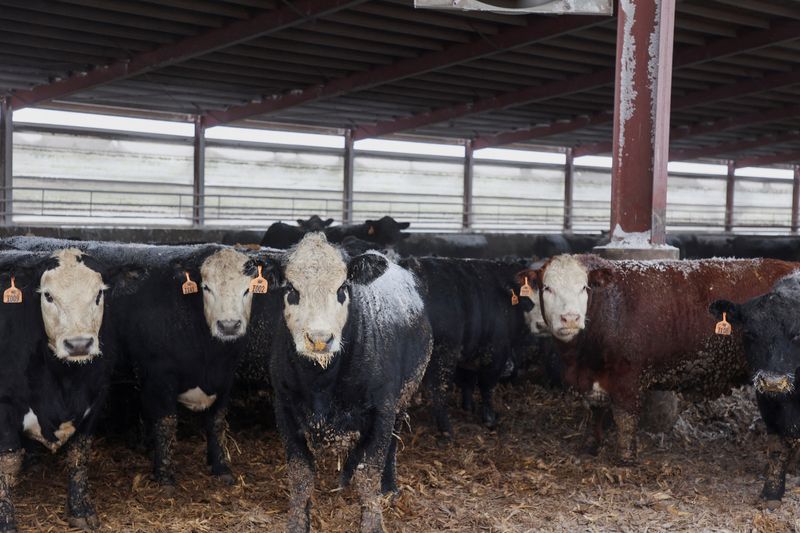 insight-‘no-soy-un-partidario-feliz-de-trump’:-los-ganaderos-se-ven-afectados-por-la-presion-para-bajar-los-precios-de-la-carne-de-vacuno