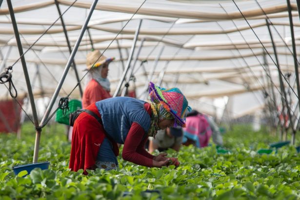 espana-contrata-un-25%-mas-de-inmigrantes-temporeros-que-luego-vuelven-a-sus-paises