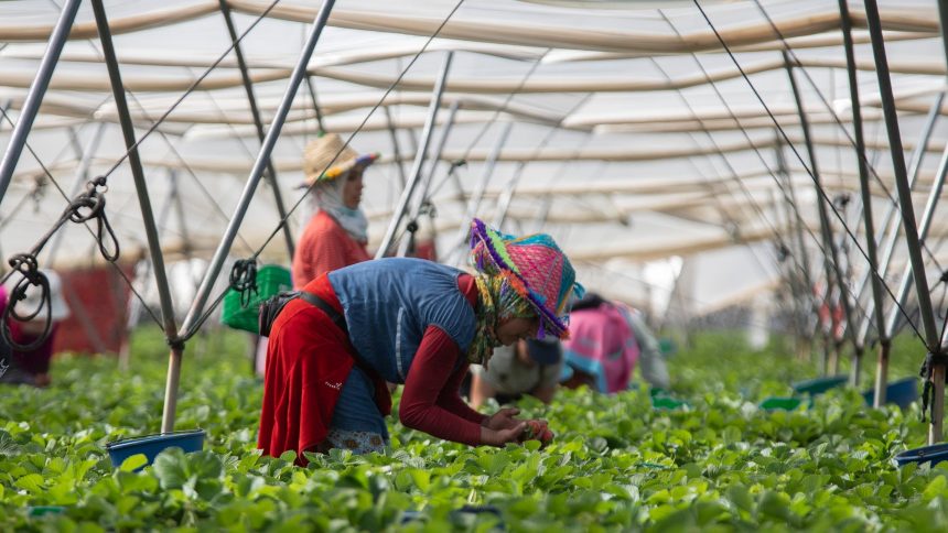 espana-contrata-un-25%-mas-de-inmigrantes-temporeros-que-luego-vuelven-a-sus-paises