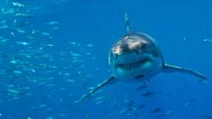los-grandes-tiburones-blancos-se-enfrentan-a-la-extincion-en-el-mediterraneo,-dicen-los-investigadores