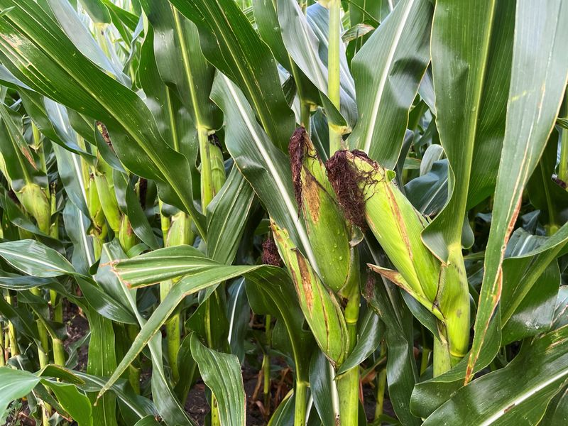 los-proyectos-del-usda-registran-la-cosecha-de-maiz-estadounidense,-los-acres-cosechados-mas-grandes-desde-1933