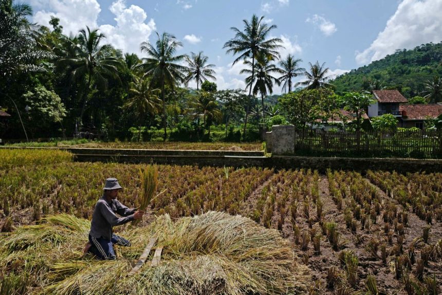 indonesia-agrega-$-1-mil-millones-en-ayuda-de-arroz,-exenciones-de-impuestos-para-estimular-el-crecimiento