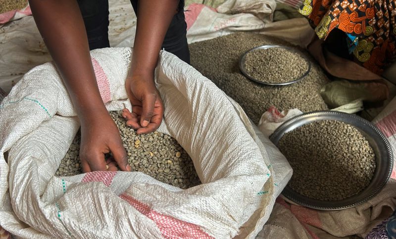 los-productores-de-cafe-del-congo-temen-a-la-guerra-a-deshacer-las-ganancias-recientes