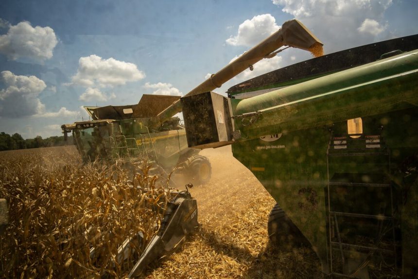 el-maiz-se-alza-desde-tres-meses-de-altura-despues-del-informe-bearish-usda