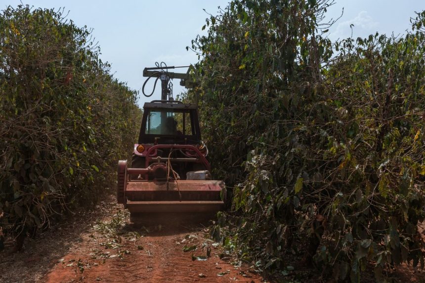 cafe-de-intercambio-casi-record-sobre-preocupacion-renovada-sobre-la-cosecha-brasilena