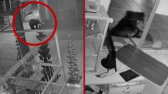 reloj:-bear-atrapado-en-cctv-buscando-comida-en-el-templo-indio