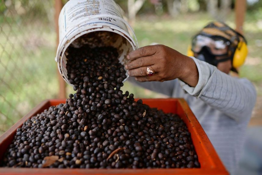 los-grandes-cambios-de-precio-del-cafe-empujan-la-volatilidad-a-un-maximo-de-cuatro-anos