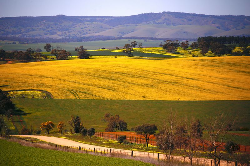 exclusive-china-se-ajusta-a-la-canola-australiana-despues-de-la-disputa-comercial-con-canada,-dicen-las-fuentes