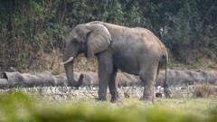 la-vida-solitaria-y-la-muerte-del-unico-elefante-africano-de-delhi