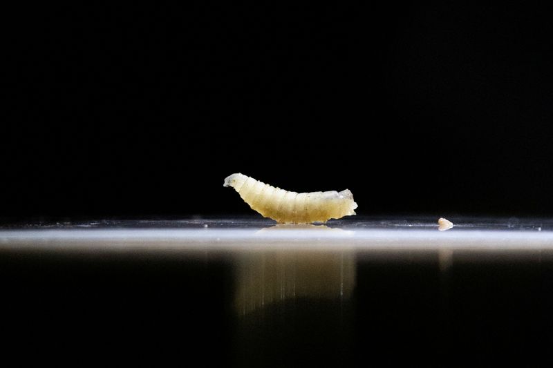 mexico-confirma-el-caso-de-new-world-worlyworm-en-nuevo-leon,-dice-el-usda