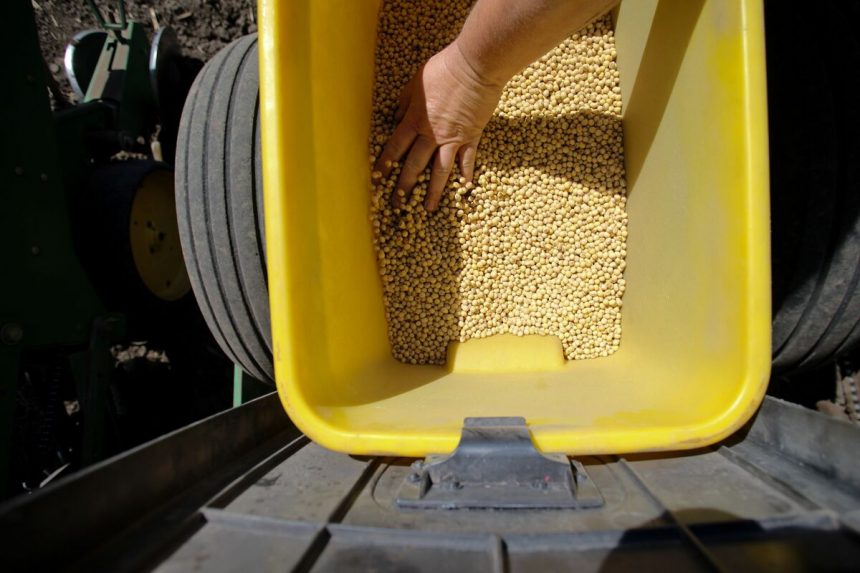 los-precios-de-la-soya-llegaron-a-los-mas-bajos-en-mas-de-un-mes-por-falta-de-demanda-de-china