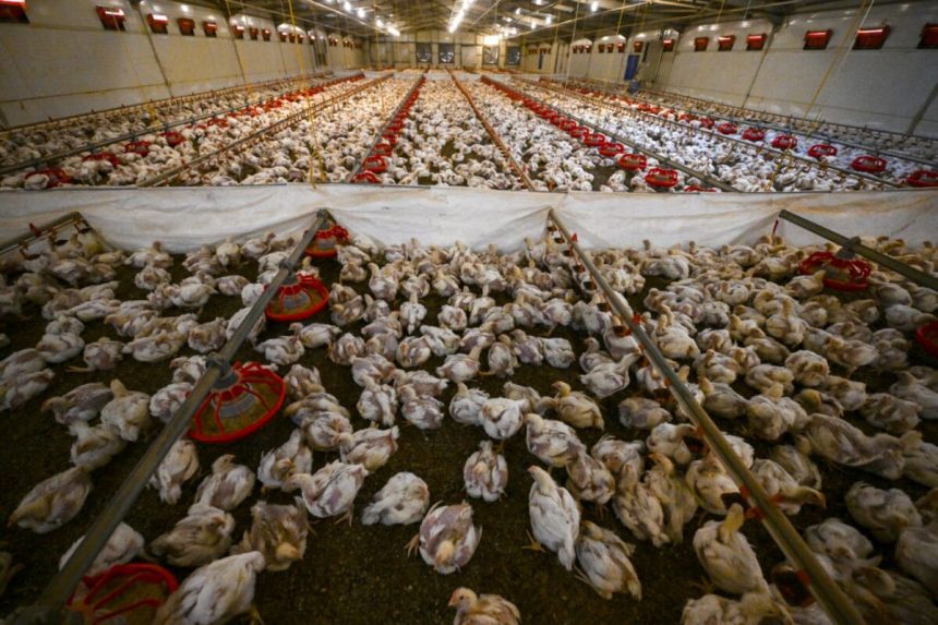 turquia-recauda-$-89-millones-a-la-multa-antimonopolio-en-13-productores-de-aves-de-corral