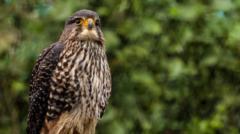 falcon-coronado-bird-of-the-year-en-nueva-zelanda