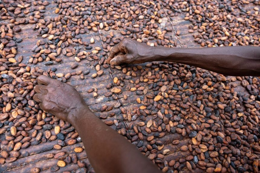 el-cacao-se-hunde-a-un-minimo-de-10-meses-a-medida-que-el-nuevo-impulso-de-suministro-de-anuncios-de-la-temporada
