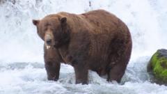 el-trozo-de-peso-pesado-de-brown-bear-gana-la-semana-del-oso-fat-a-pesar-de-las-lesiones