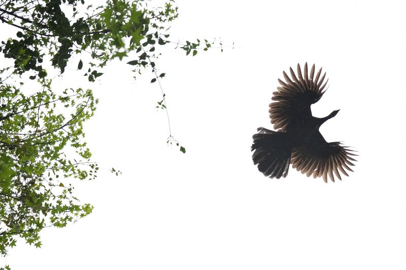 jacu-bird-poo-poos-de-brasil-tarifas-estadounidenses-mientras-sufre-el-sector-del-cafe-especializado