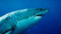 el-ataque-fatal-revive-el-debate-sobre-las-controvertidas-redes-de-tiburones-en-australia