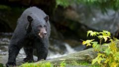 hombre-asesinado-en-presunto-ataque-de-oso-en-arkansas