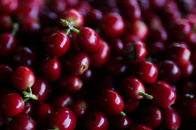 colombia-tiene-la-mejor-cosecha-de-cafe-en-decadas,-advierte-sobre-la-cosecha-mas-baja-2025/26