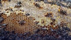 medio-millon-de-abejas-muertas-en-un-incendio-provocado-en-holanda