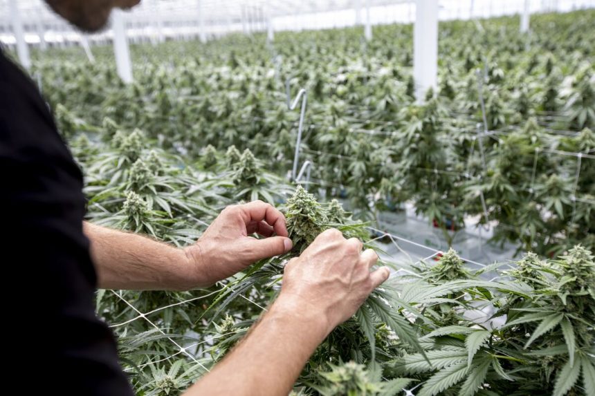 las-acciones-de-marihuana-obtienen-un-nuevo-toro-en-canaccord-gracias-a-las-renovadas-esperanzas-regulatorias