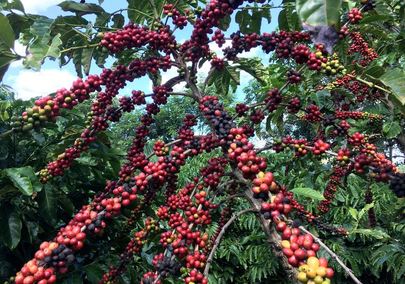 la-comercializadora-brasilena-timbro-ingresa-al-mercado-de-exportacion-de-cafe-porque-ve-espacio-para-crecer