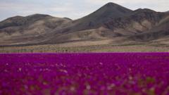 raras-flores-silvestres-cubren-el-desierto-de-atacama