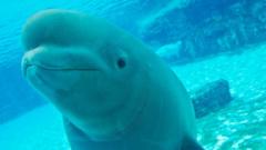 treinta-belugas-en-canada-corren-el-riesgo-de-ser-sacrificadas.-¿podran-salvarse?