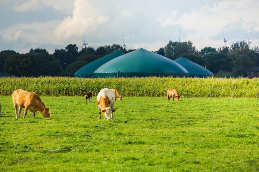 la-prisa-de-la-ue-por-aumentar-el-biogas-podria-poner-en-riesgo-el-bloqueo-de-los-combustibles-fosiles,-segun-un-informe