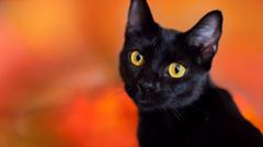 un-pueblo-espanol-prohibe-las-adopciones-de-gatos-negros-durante-halloween