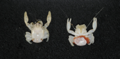 cangrejo-del-tamano-de-una-almendra-y-un-pequeno-tiburon-linterna-descubiertos-en-australia