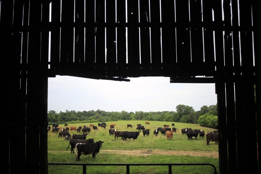 estados-unidos-planea-abrir-tierras-para-la-ganaderia-a-medida-que-se-disparan-los-precios-de-la-carne-vacuna