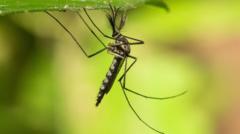 se-encuentran-mosquitos-en-islandia-por-primera-vez-despues-de-un-calor-record