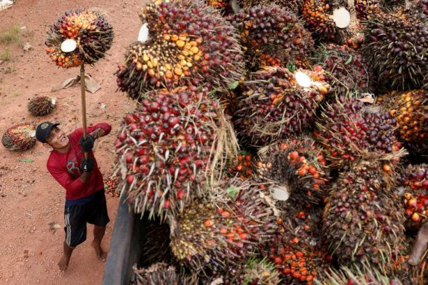 analisis-el-miedo-se-apodera-de-la-industria-del-aceite-de-palma-en-indonesia-mientras-el-ejercito-se-apodera-de-las-plantaciones