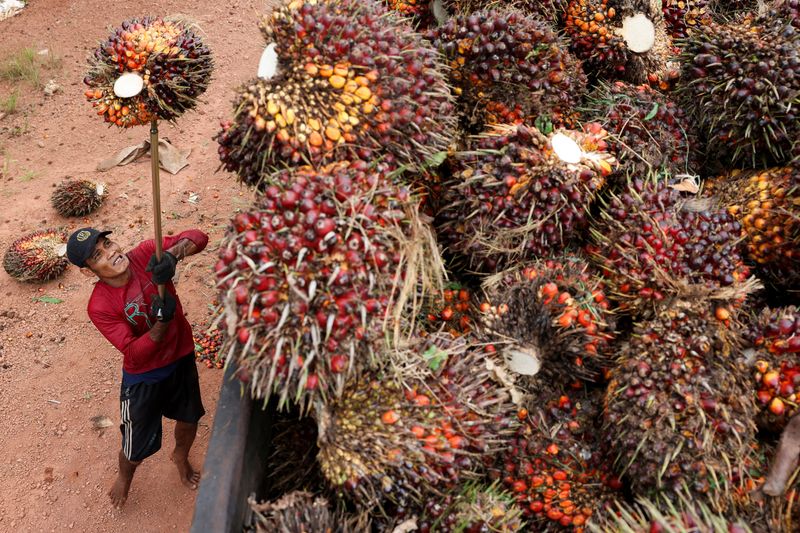 analisis-el-miedo-se-apodera-de-la-industria-del-aceite-de-palma-en-indonesia-mientras-el-ejercito-se-apodera-de-las-plantaciones