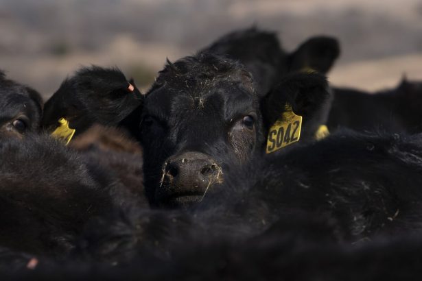 trump-provoca-pelea-con-ganaderos-por-carne-argentina