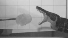 imagenes-en-camara-lenta-revelan-los-secretos-de-las-mordeduras-de-serpientes